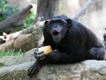 Un mono disfruta de un helado en el zoo de Barcelona