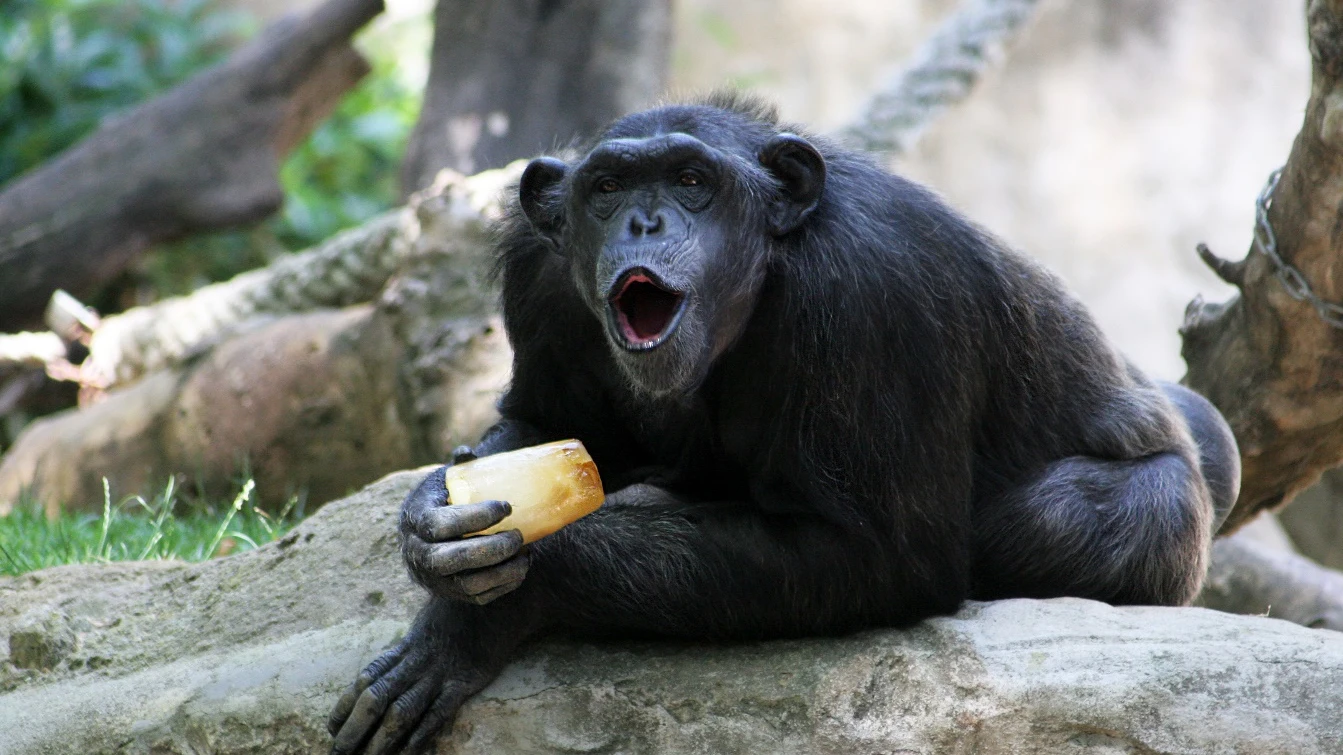 Un mono disfruta de un helado en el zoo de Barcelona