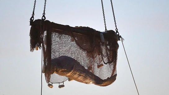Muere la ballena beluga tras el complicado rescate para sacarla del río Sena Muere la ballena beluga tras el complicado rescate para sacarla del río Sena