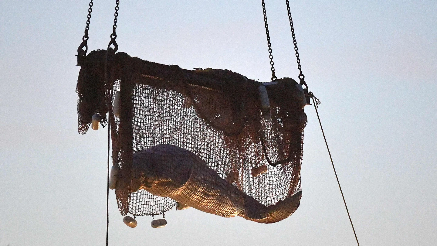 Muere la ballena beluga tras el complicado rescate para sacarla del río Sena Muere la ballena beluga tras el complicado rescate para sacarla del río Sena