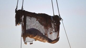 Muere la ballena beluga tras el complicado rescate para sacarla del río Sena
