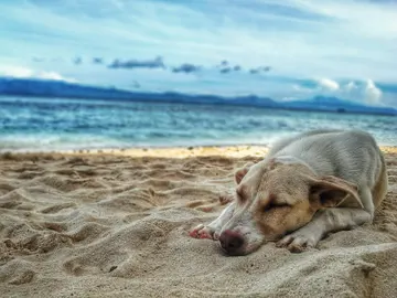 Un perro tumbado en la arena de la playa. Un perro tumbado en la arena de la playa.