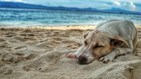 Un perro tumbado en la arena de la playa. Un perro tumbado en la arena de la playa.