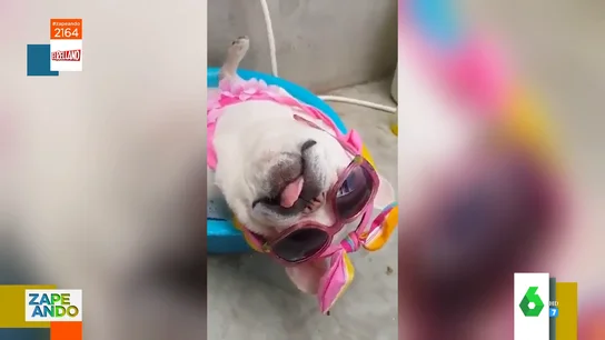 Vídeo viral de una perrita metida en un barreño de agua Vídeo viral de una perrita metida en un barreño de agua