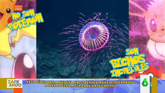 Estas son las nuevas especies de animales que se han descubierto en la Tierra Estas son las nuevas especies de animales que se han descubierto en la Tierra