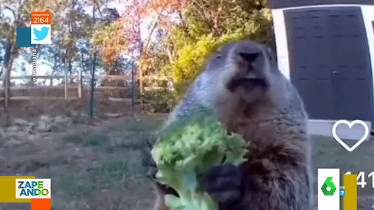Una marmota roba la cosecha de un granjero y presume de sus hurtos delante de la cámara de seguridad Una marmota roba la cosecha de un granjero y presume de sus hurtos delante de la cámara de seguridad