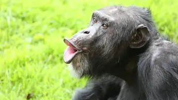 Un chimpancé vocalizando