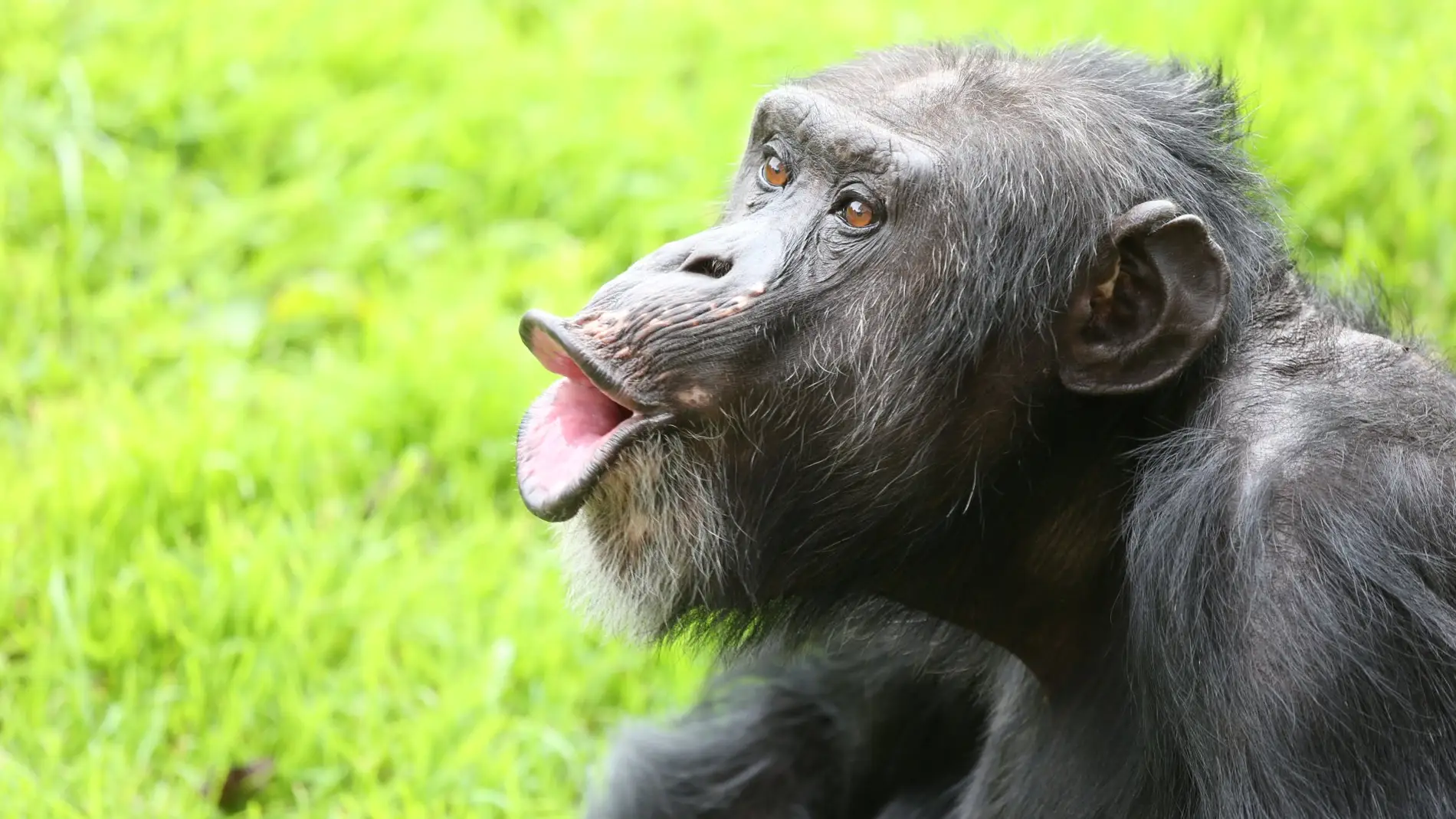 Un chimpancé vocalizando