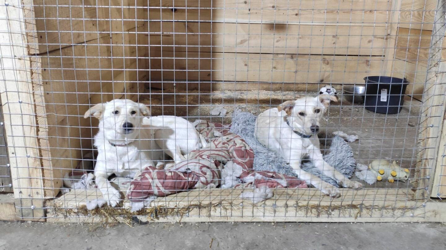 Hogar para animales rescatados en Leópolis