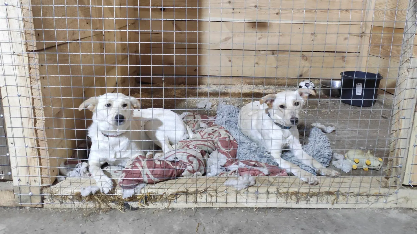 Hogar para animales rescatados en Leópolis Hogar para animales rescatados en Leópolis