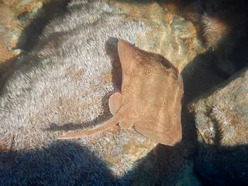 Raja radula, una especie de raya en peligro de extinción Raja radula, una especie de raya en peligro de extinción