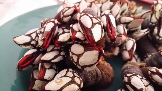 Percebes Percebes