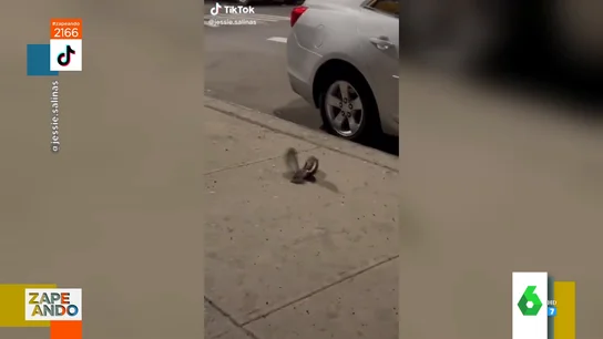 Vídeo viral del enfrentamiento entre una rata y una paloma Vídeo viral del enfrentamiento entre una rata y una paloma