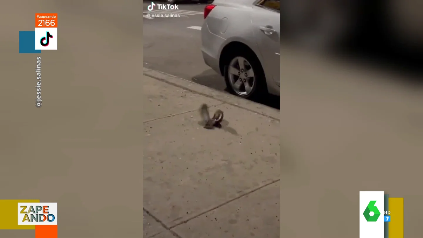 Vídeo viral del enfrentamiento entre una rata y una paloma Vídeo viral del enfrentamiento entre una rata y una paloma
