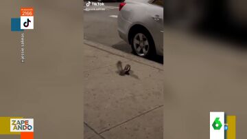 Vídeo viral del enfrentamiento entre una rata y una paloma