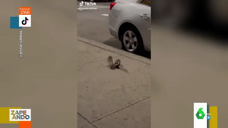 Vídeo viral del enfrentamiento entre una rata y una paloma