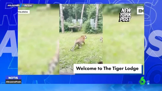 La habitación de hotel en la que puedes dormir con tigres La habitación de hotel en la que puedes dormir con tigres