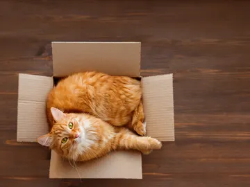 Un gato en una caja Un gato en una caja