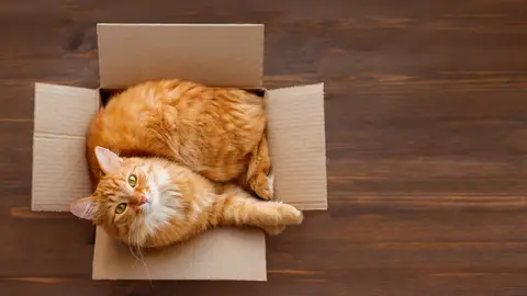Un gato en una caja Un gato en una caja