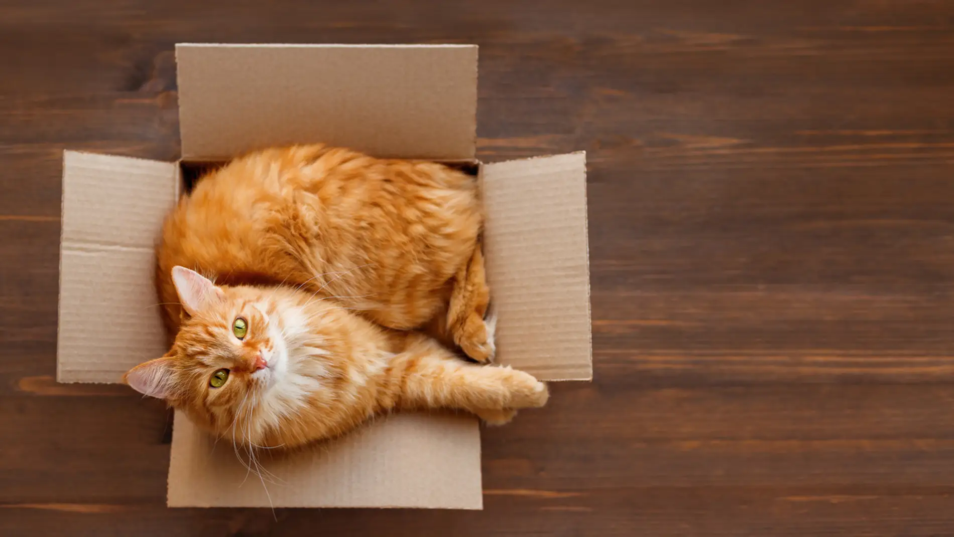 Un gato en una caja