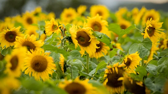Imagen de archivo de un campo de girasoles. Imagen de archivo de un campo de girasoles.