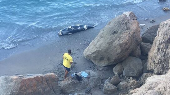 Calderón muerto en la playa 