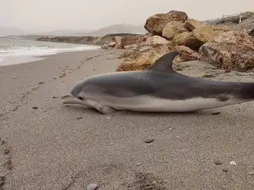 Delfín varado en la playa 