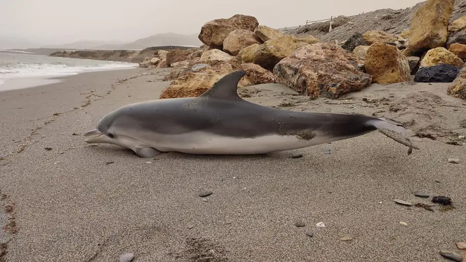 Delfín varado en la playa 