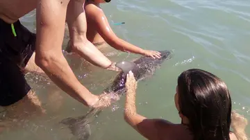  Bañistas acarician una cría de delfín en la playa 