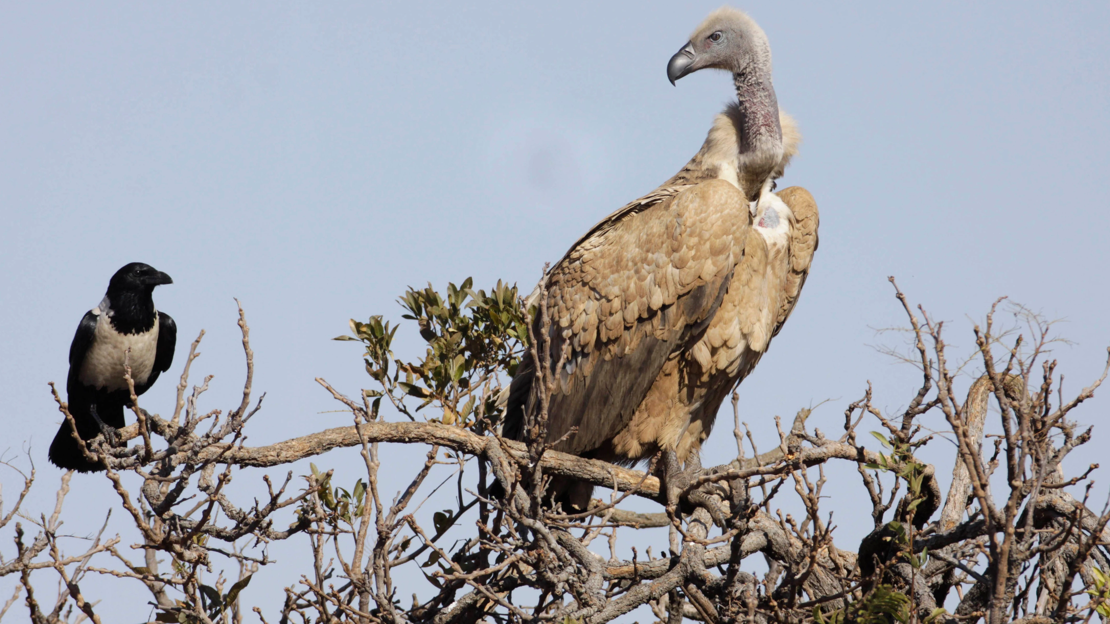 Más de cien buitres mueren por un supuesto envenenamiento en Sudáfrica