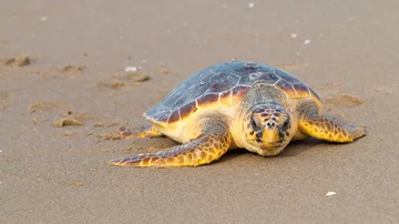 La tortuga boba se localiza prácticamente en todos los mares y océanos cálidos. Se acerca a las playas para el desove