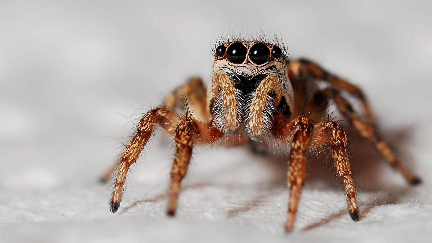 Imagen de archivo de una araña Imagen de archivo de una araña