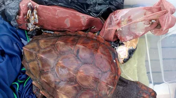 Tortuga marina hallada entre cuerdas y botellas de plástico