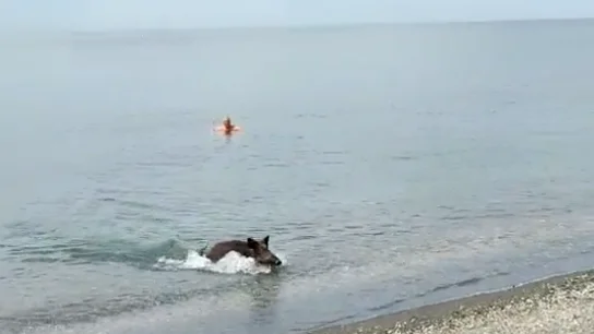 Un jabalí se pega un chapuzón en una playa de Málaga para sorpresa de los bañistas Un jabalí se pega un chapuzón en una playa de Málaga para sorpresa de los bañistas