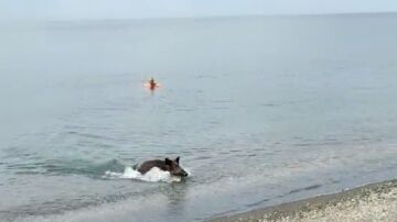 Un jabalí se pega un chapuzón en una playa de Málaga para sorpresa de los bañistas