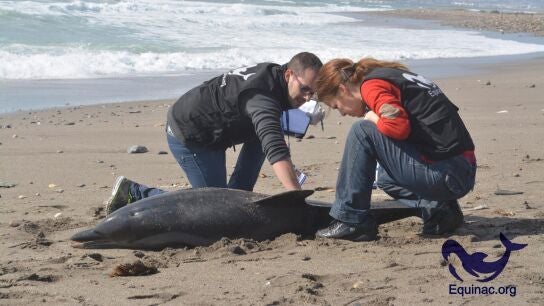 Voluntarios de Equinac toman muestras de un delfín varado 