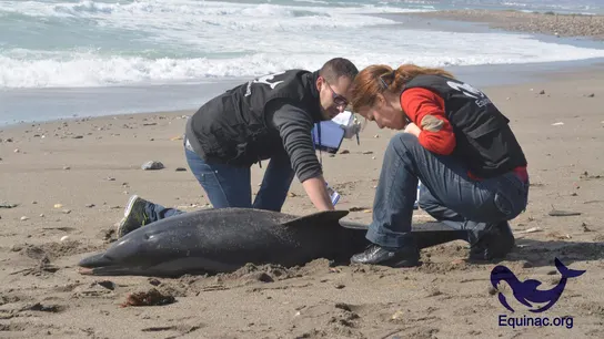 Voluntarios de Equinac toman muestras de un delfín varado Voluntarios de Equinac toman muestras de un delfín varado