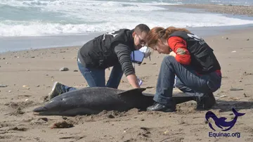 Voluntarios de Equinac toman muestras de un delfín varado 