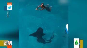 El susto de una familia al ver que un tiburón nada bajo su madre cuando celebraban su cumpleaños