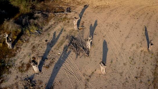 Imagen tomada con un dron que muestra los &aacute;rboles secos en el embalse de O Bao en Viana do Bolo (Ourense)