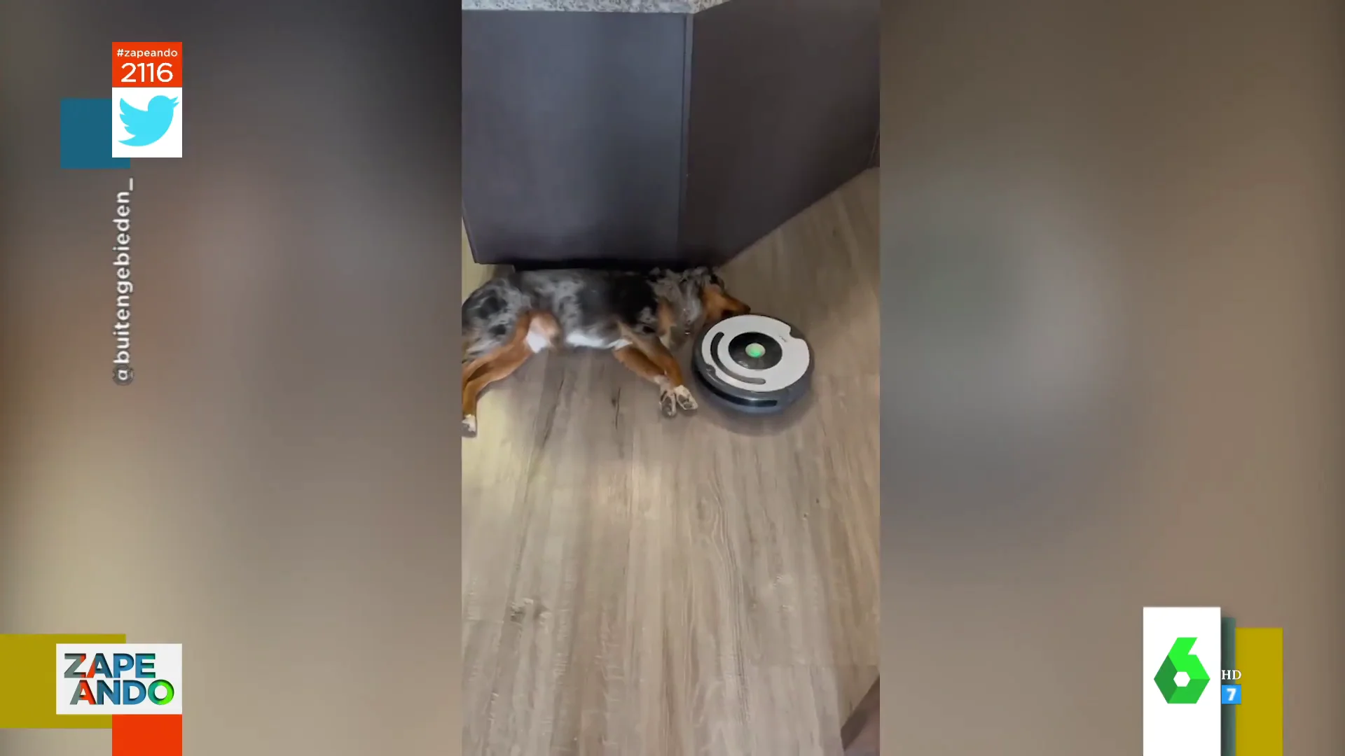 La cómica reacción de un perro cuando se acerca la aspiradora roomba donde está durmiendo