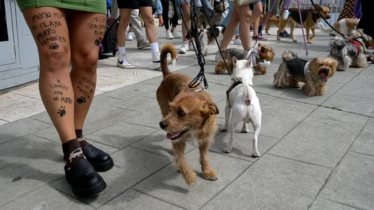 Manifestación por el paseo Marítimo de A Coruña de PACMA bajo el lema 'playas para todos' Manifestación por el paseo Marítimo de A Coruña de PACMA bajo el lema 'playas para todos'