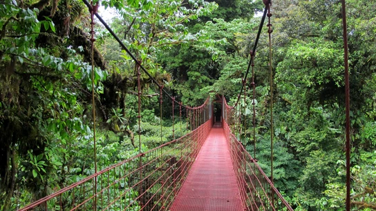 Reserva del Bosque Nuboso Monteverde, Costa Rica Reserva del Bosque Nuboso Monteverde, Costa Rica