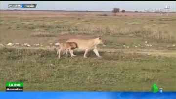 El adorable vídeo de una leona que protege a una cría de ñu