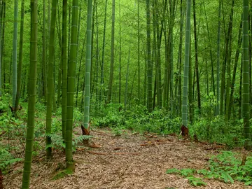 Bosque de bambú en China Bosque de bambú en China