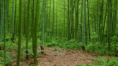 Bosque de bambú en China Bosque de bambú en China