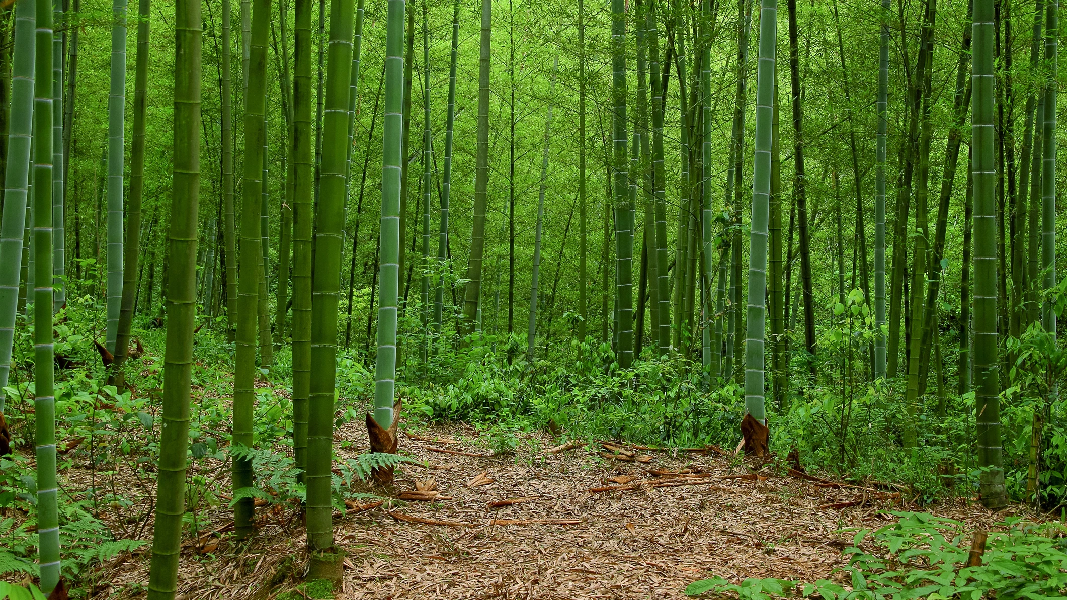 Bosque de bamb&uacute; en China
