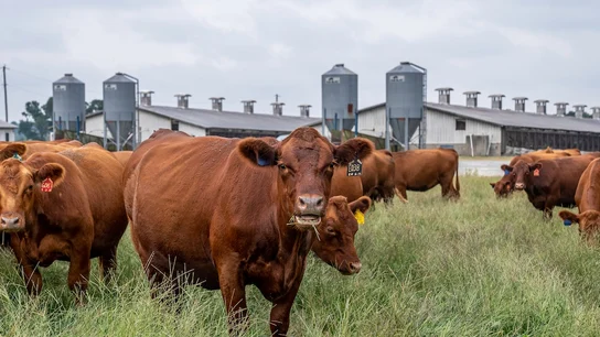 Imagen de archivo de vacas lecheras Imagen de archivo de vacas lecheras