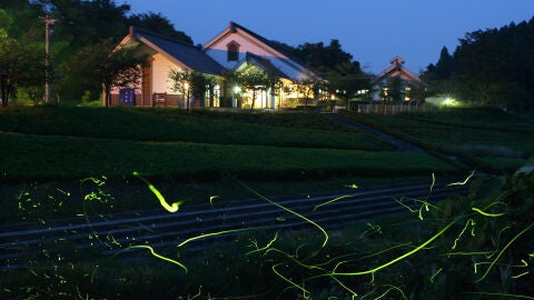 Luciérnagas en Koori Town, Fukushima Prefecture