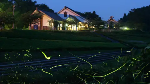 Luciérnagas en Koori Town, Fukushima Prefecture Luciérnagas en Koori Town, Fukushima Prefecture